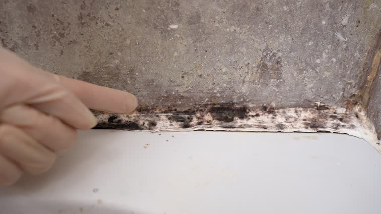 Best Mold Prevention Services  in Union, SC