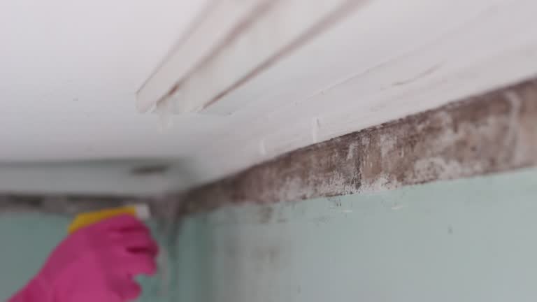 Environmental Consulting for Mold Prevention in Union, SC